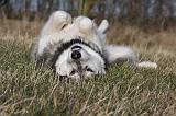 ALASKAN MALAMUTE 781